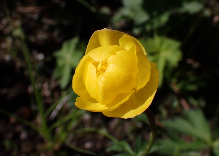 Купальница желтая