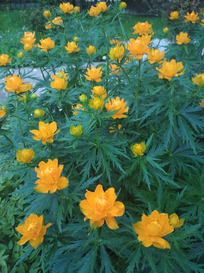 Купальница голден квин