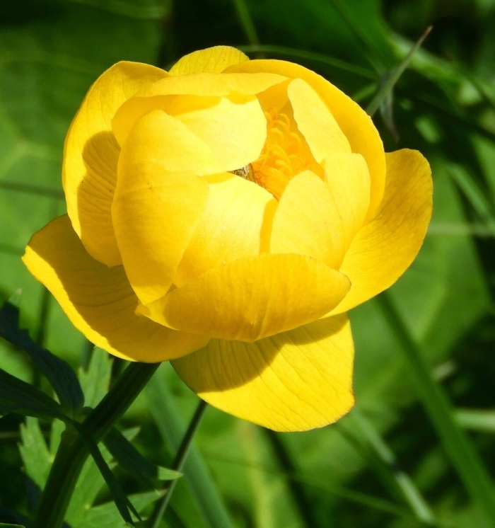 Цветок купальница