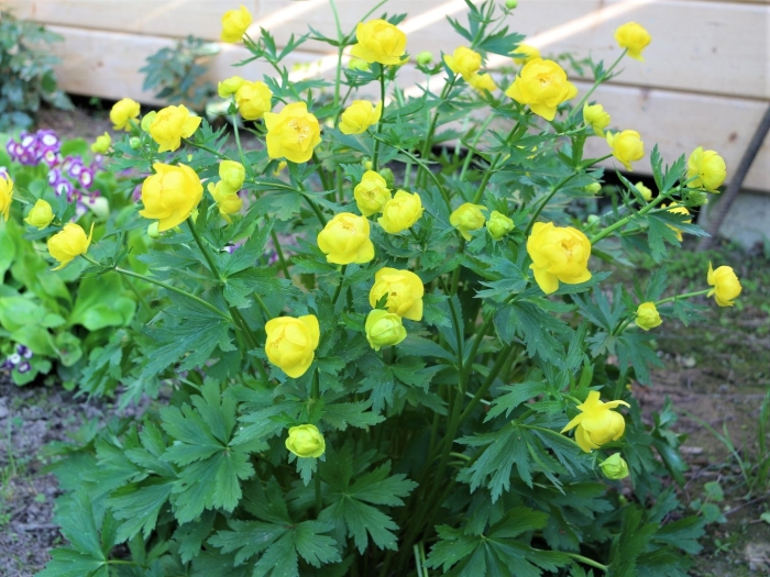 Купальница алтайская