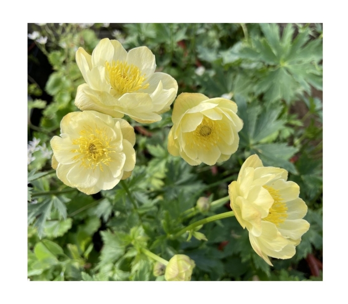 Купальница гибридная чеддар