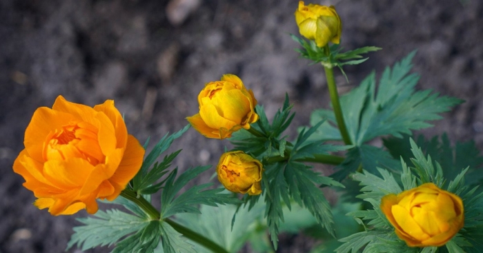 Купальница сибирская