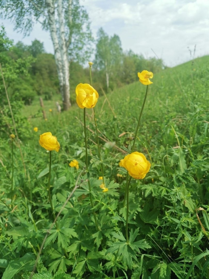 Цветок купальница