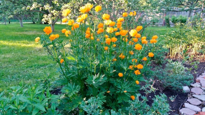 Купальница сибирская