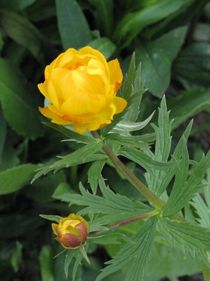 Цветок купальница