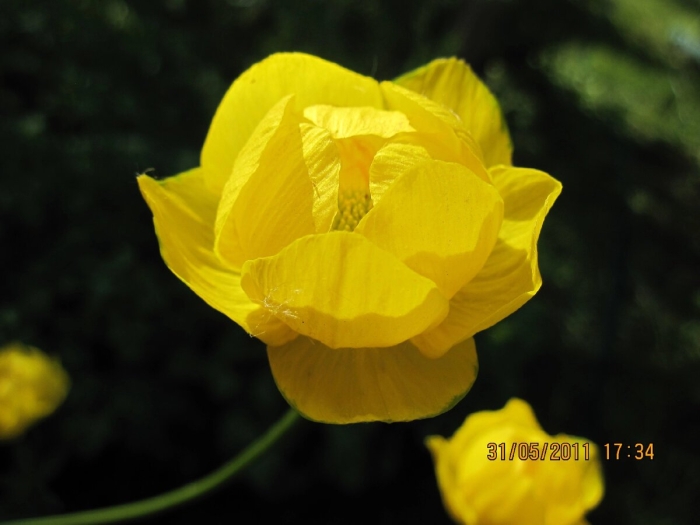 Trollius europaeus