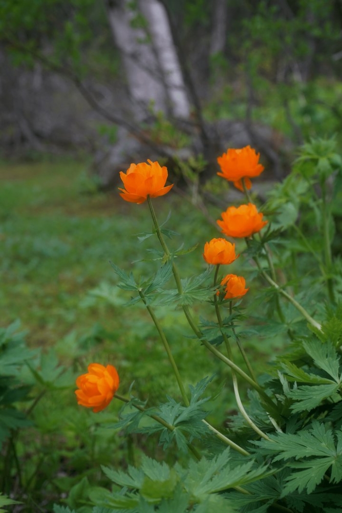 Сибирская купальница азиатская