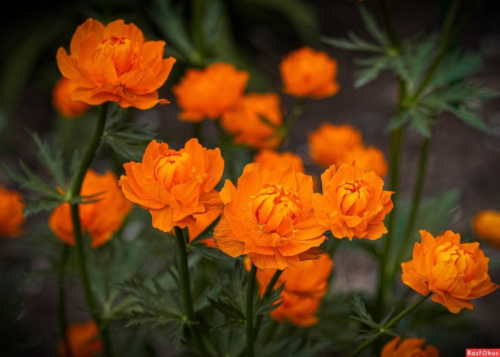 Купальница оранж принцесс