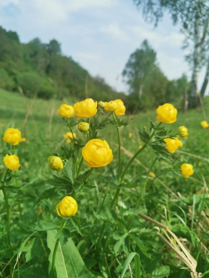 Купальница болотная