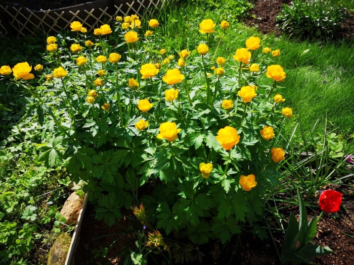 Купальница голден квин