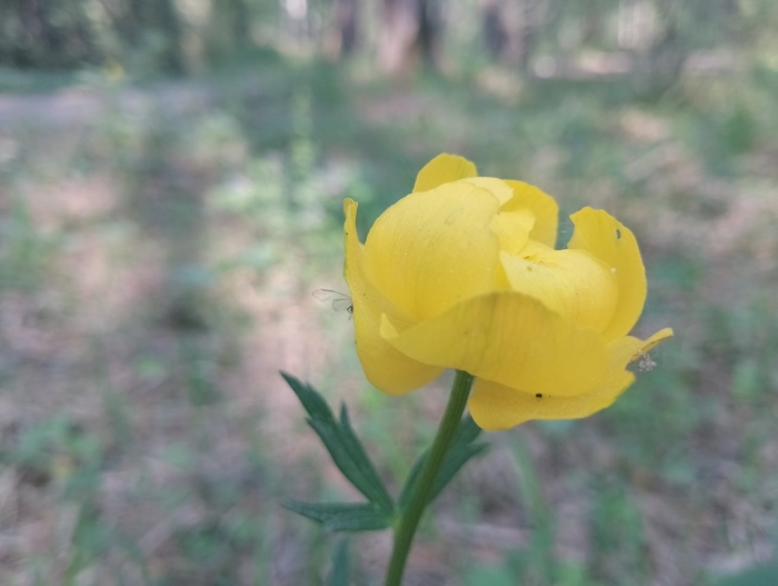 Купальница в красной книге