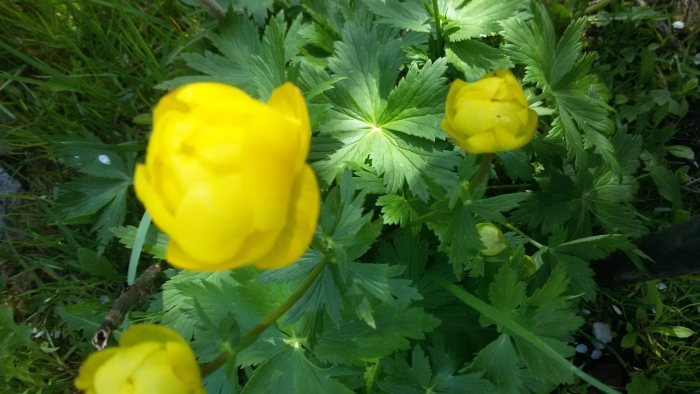 Купальница европейская