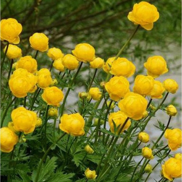 Купальница культурная