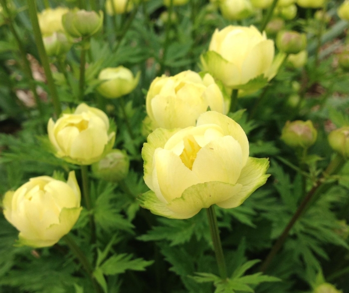 Купальница алабастер