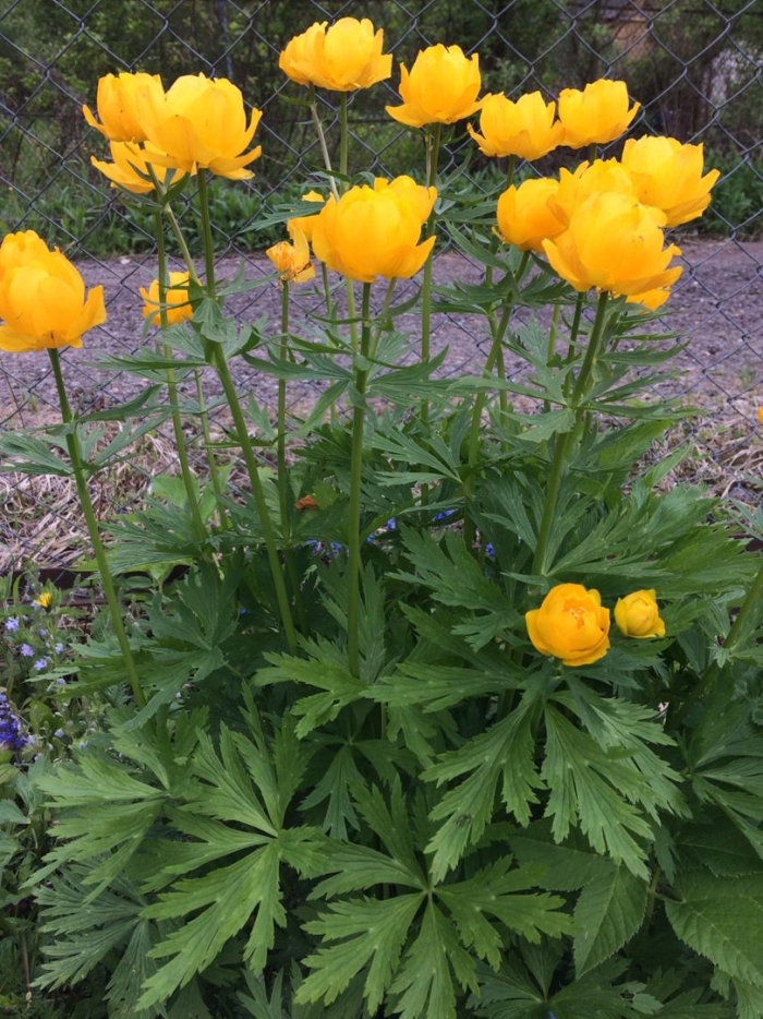 Купальница троллиус