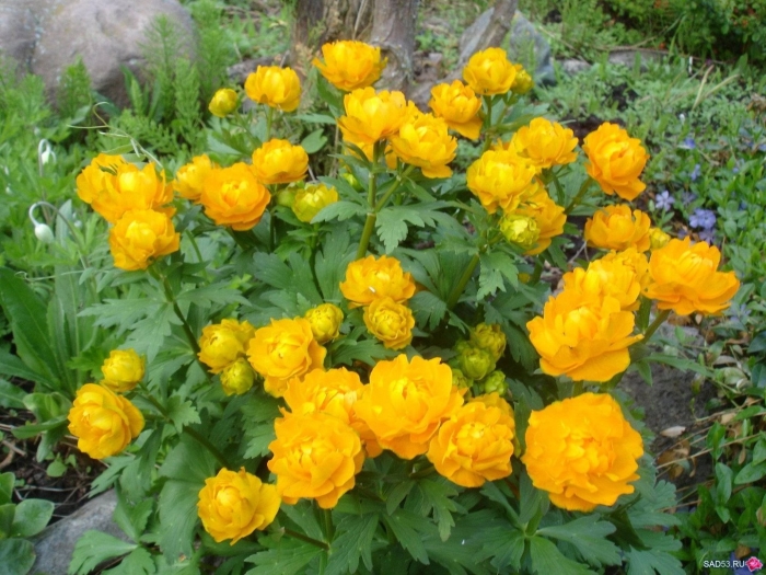 Купальница садовая