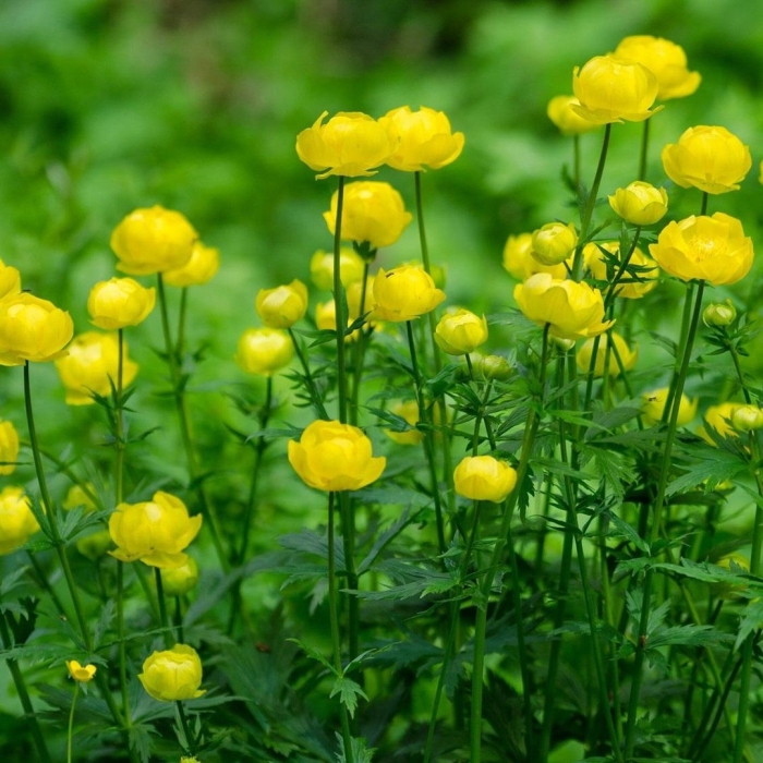 Купальница обыкновенная