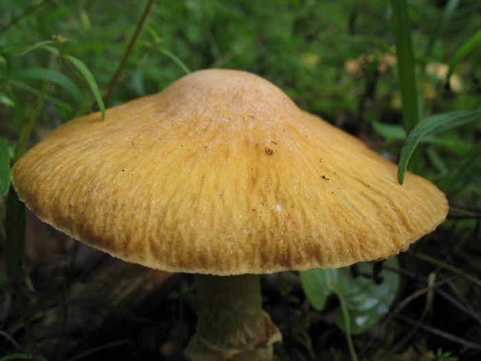 Колпак кольчатый (rozites caperatus)