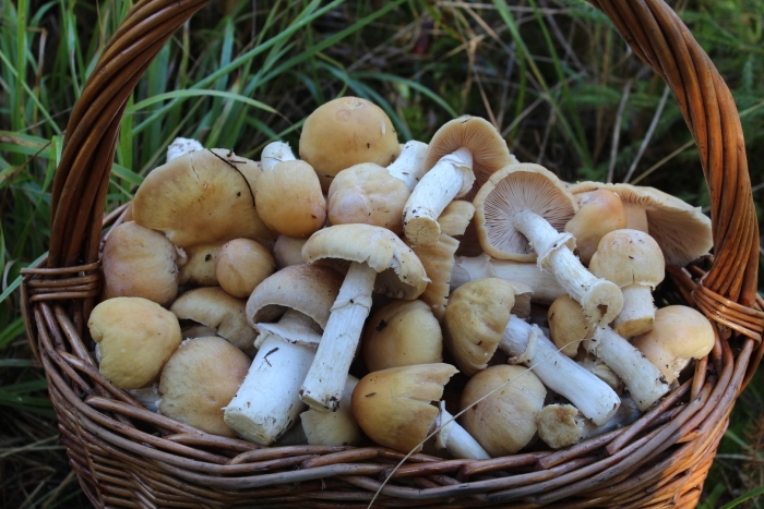 Колпак кольчатый гриб