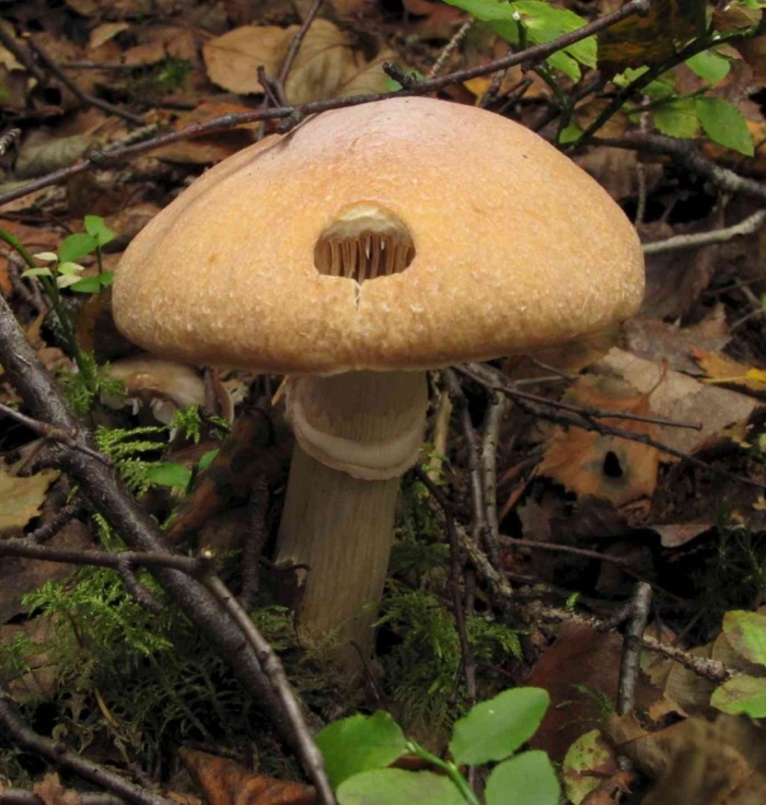 Колпак кольчатый cortinarius caperatus