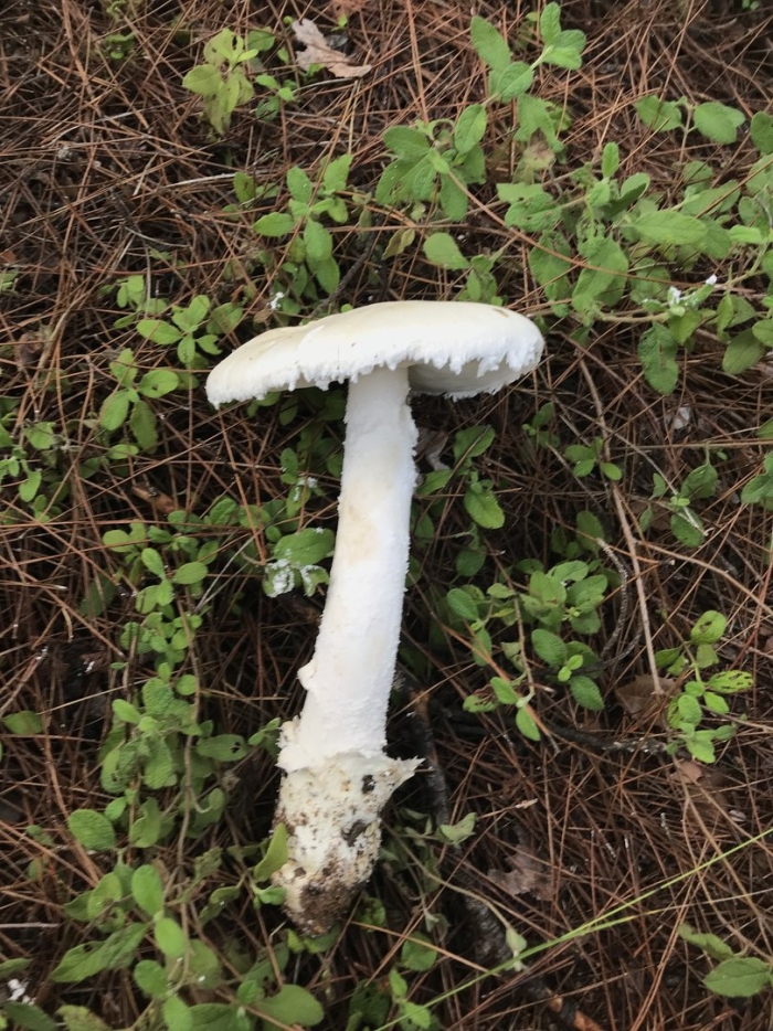 Гриб бледная поганка