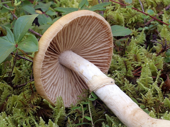 Паутинник надломленный гриб