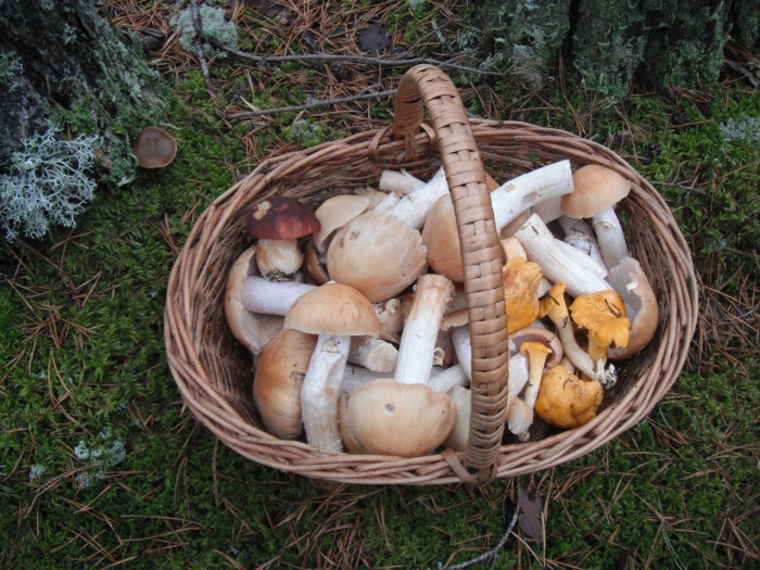 Колпачок кольчатый грибы