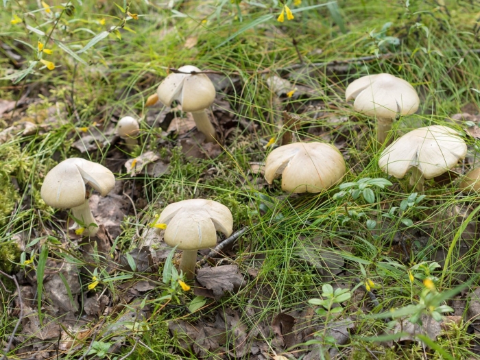 Колпак кольчатый (rozites caperatus)