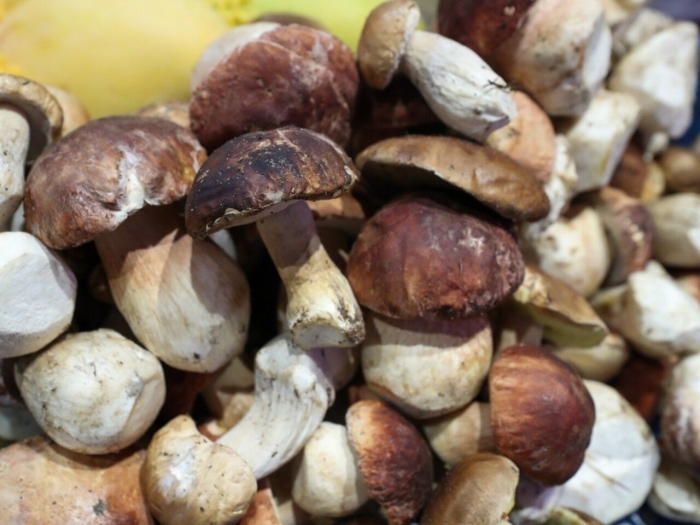 Отравление дикорастущими грибами