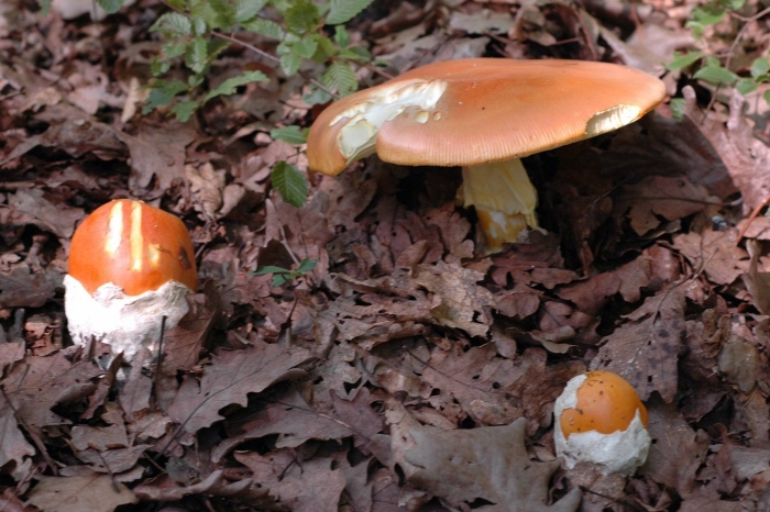 Цезарский гриб (мухомор цезаря)