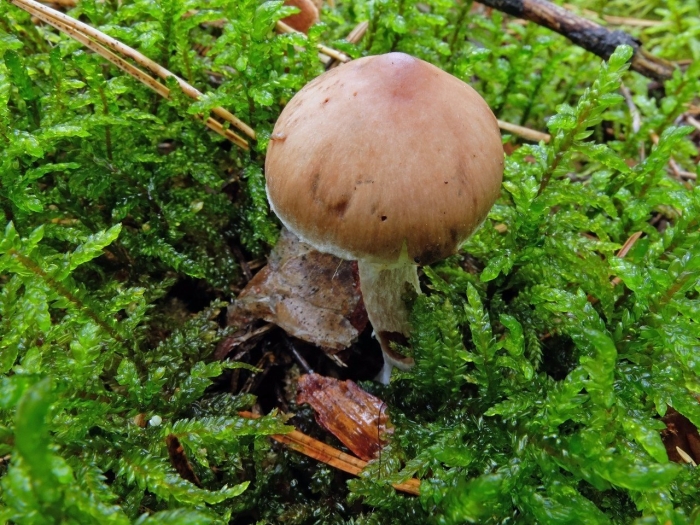 Cortinarius triformis