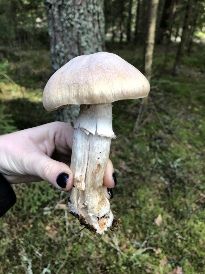 Колпак кольчатый cortinarius caperatus