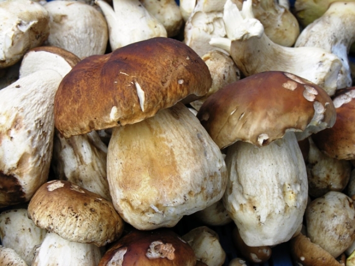 Съедобные грибы кавказа