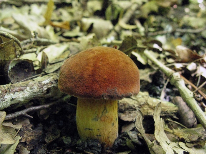 Гриб дубовик обыкновенный поддубовик