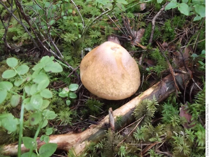 Гриб моховик