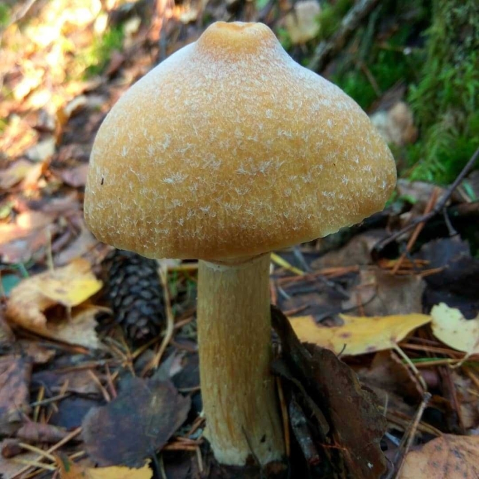 Колпак кольчатый cortinarius caperatus