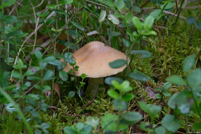 Гриб колпак кольчатый съедобный