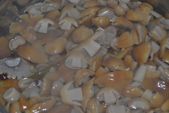 Грибы тополиные рядовки соленье