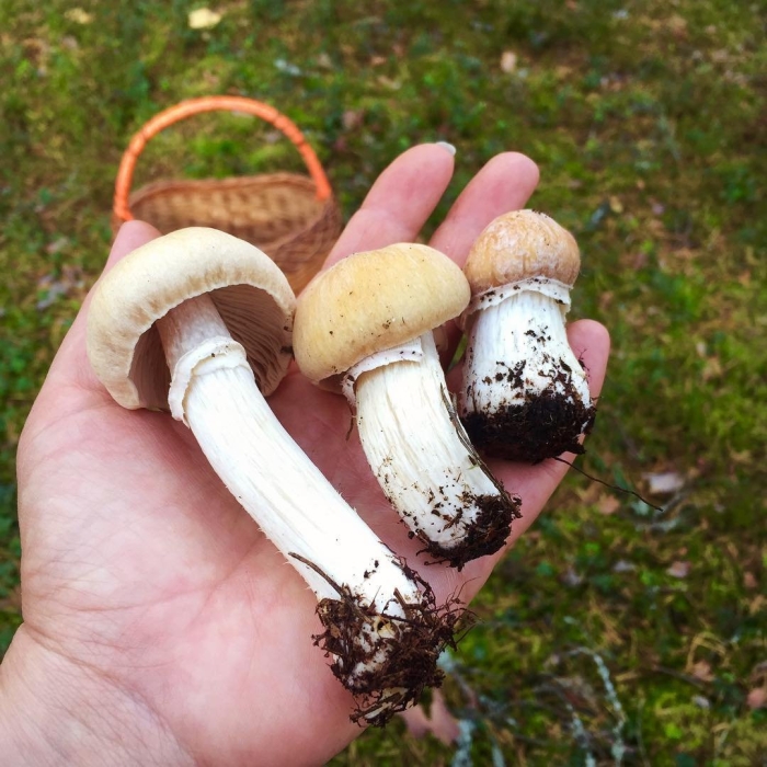 Гриб колпак кольчатый съедобный