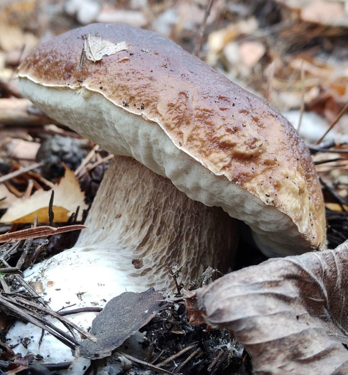 Турки грибы