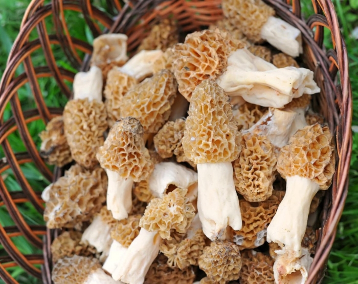 Morel mushroom