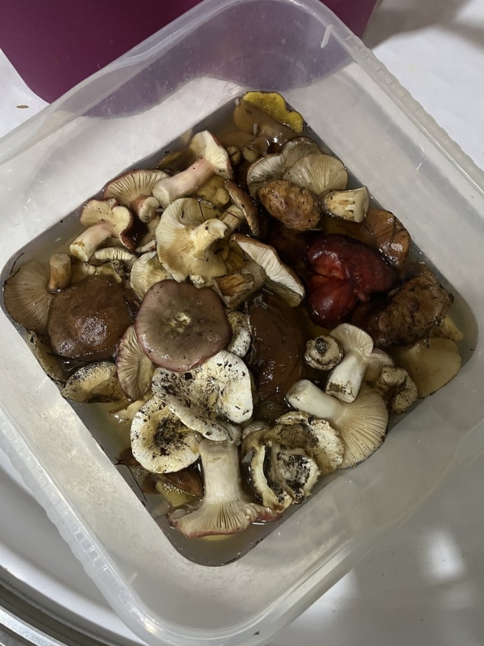 Сыроежки грибы соленые