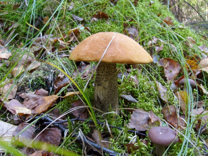 Подосиновик желто бурый