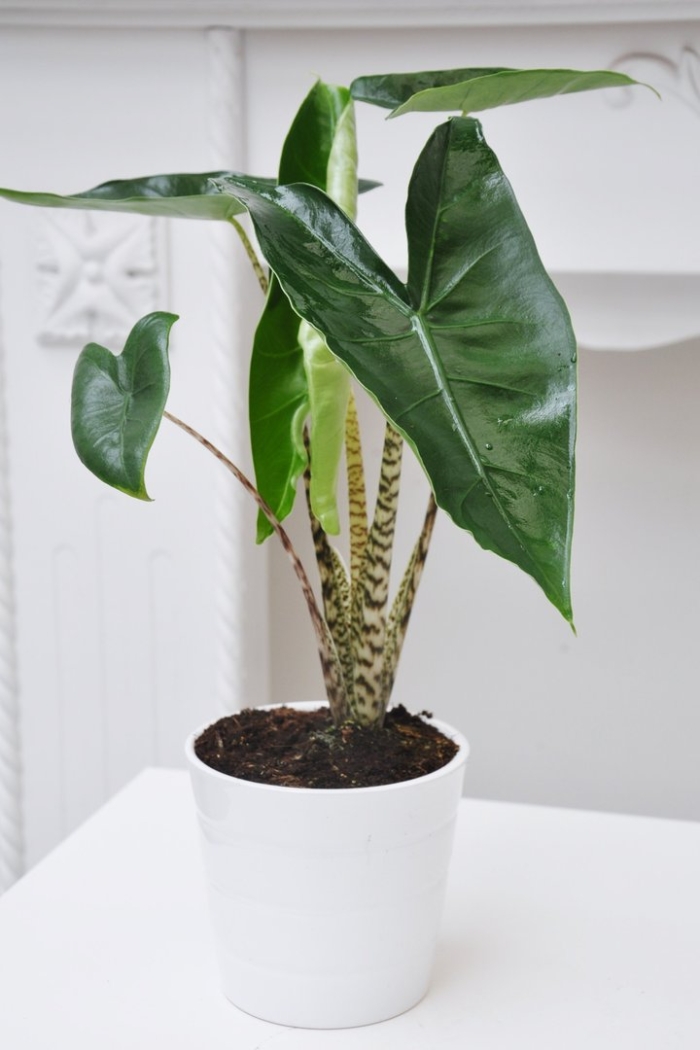 Alocasia zebrina