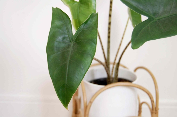 Alocasia longiloba