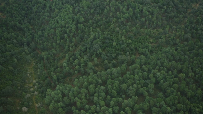Текстура леса сверху