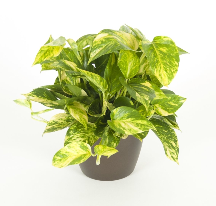 Эпипремнум голден потос