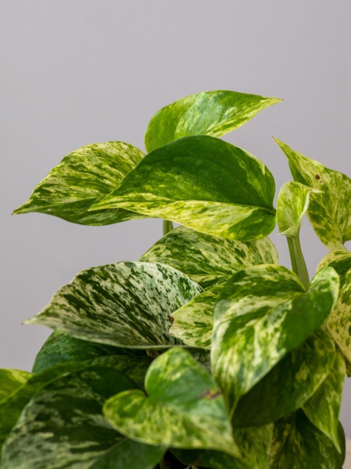 Эпипремнум джессения