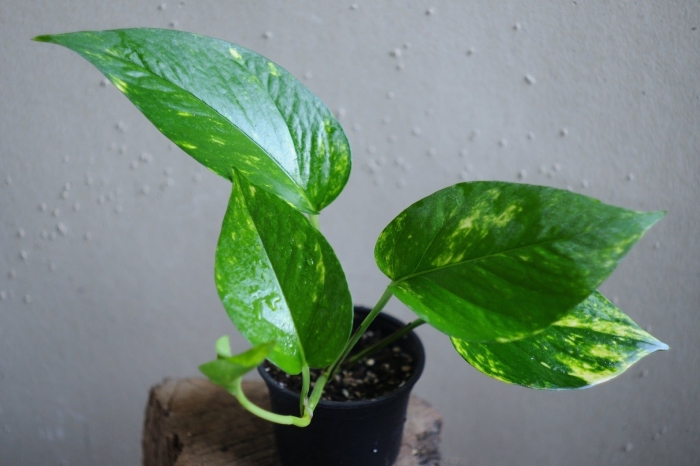 Эпипремнум традесканция