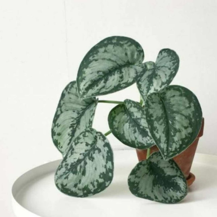 Сциндапсус расписной пиктус